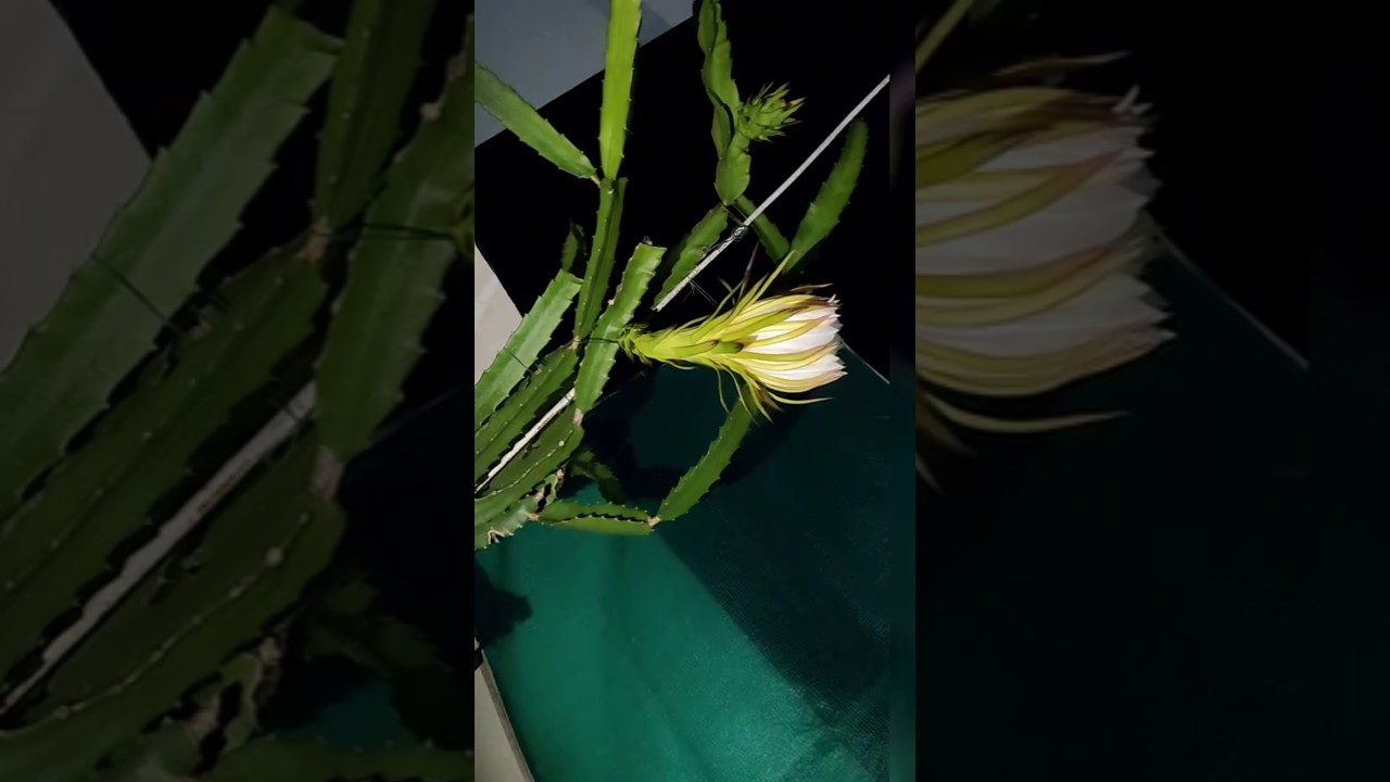 🌵 Dragon Fruit Flower Night Bloom | Stunning Time-Lapse -Lapse | Queen of the Night Bloom #shorts