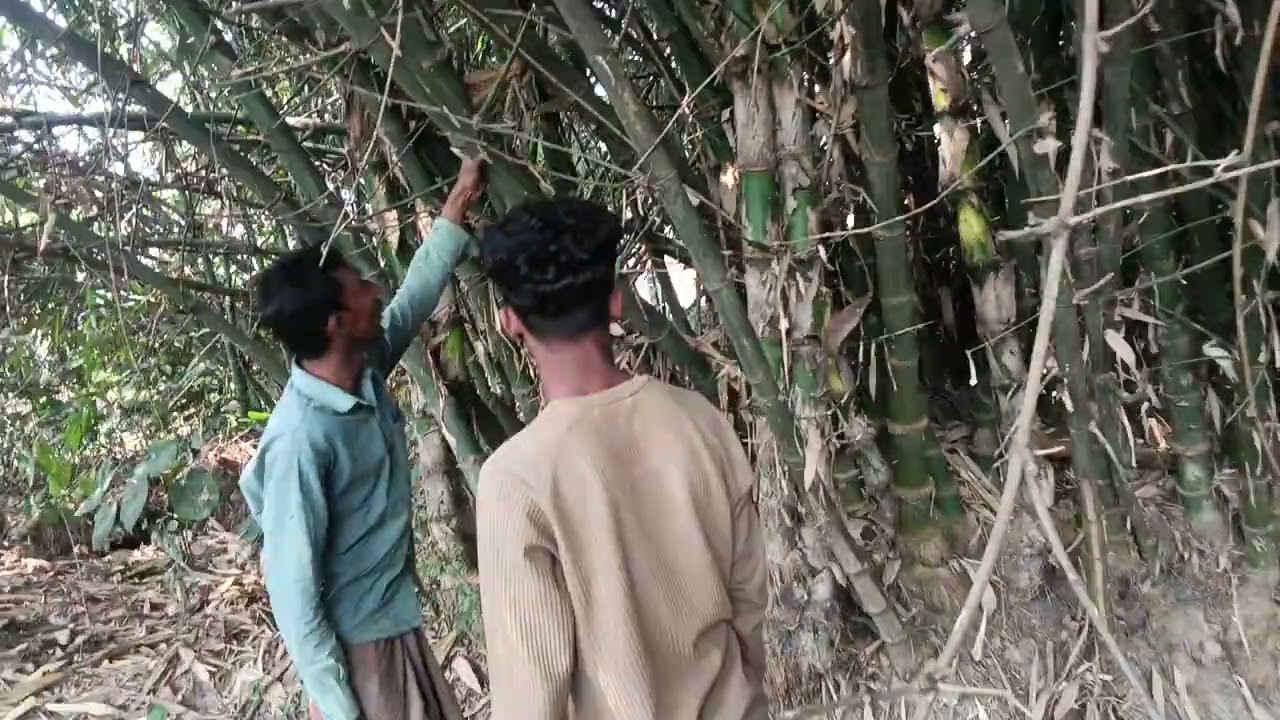 Saraswati Puja bamboo cutting day 4
