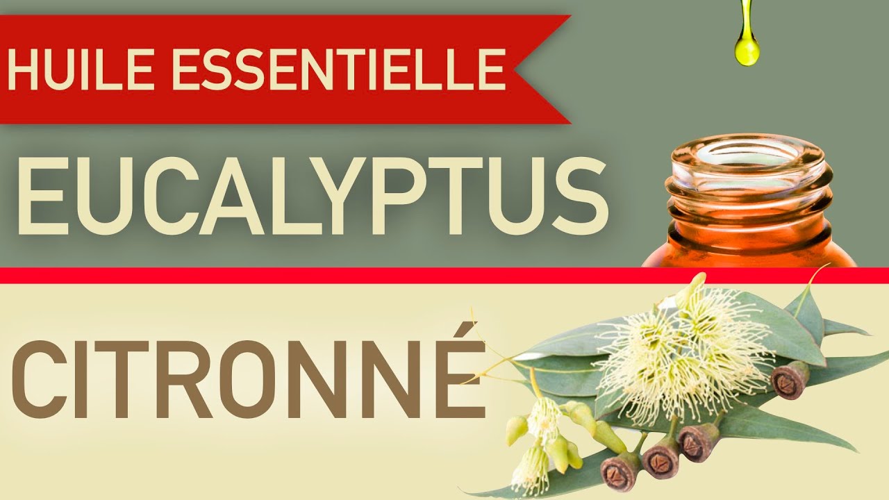 L'huile essentielle d'eucalyptus citronné, pourquoi et comment l'utiliser ?