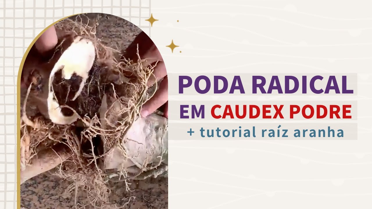 RECUPERANDO ROSA DO DESERTO PODRE COM PODA CAUDEX ARANHA