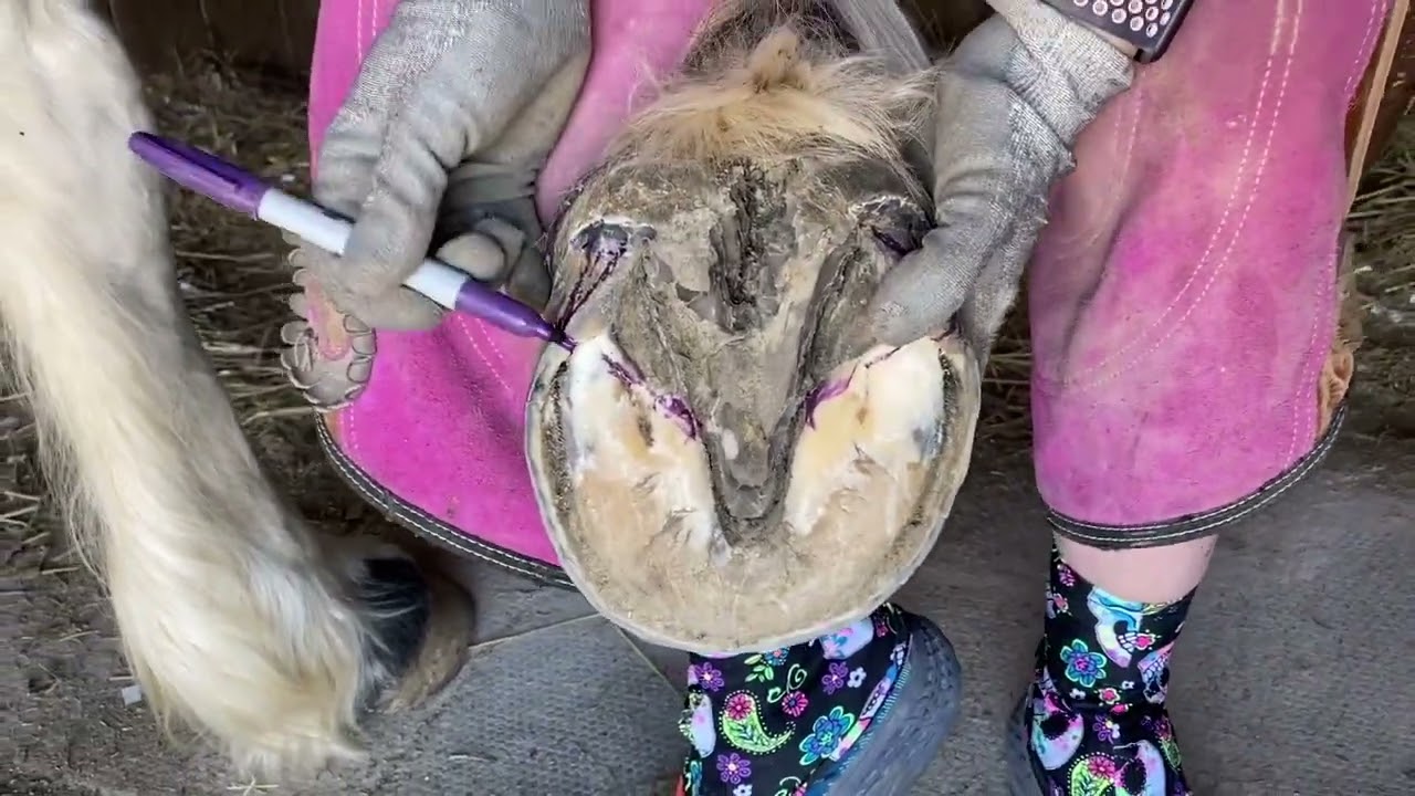 Обработка копыт лошади: скольжение пяток *Альтернативная техника*