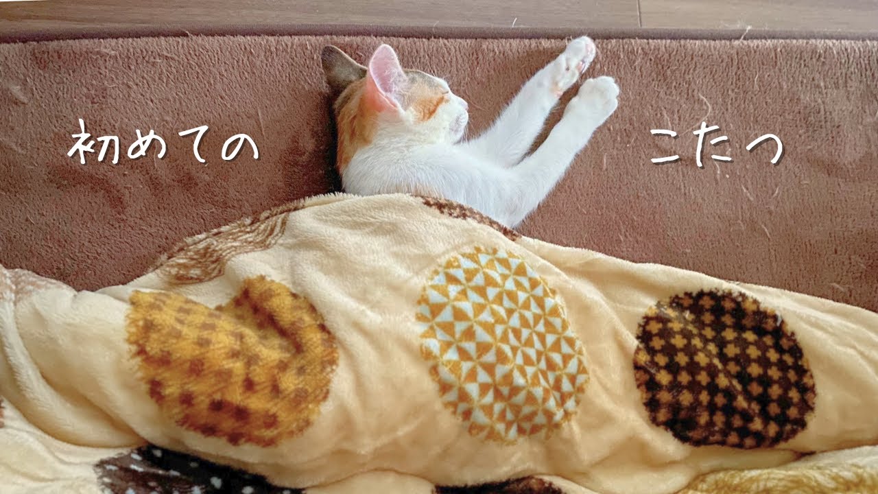 保護猫もぐちゃん、こたつを知る