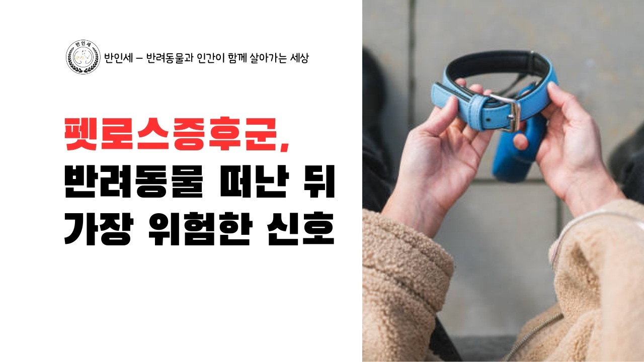펫로스증후군, 반려동물 떠난 뒤 가장 위험한 신호 - 롱폼