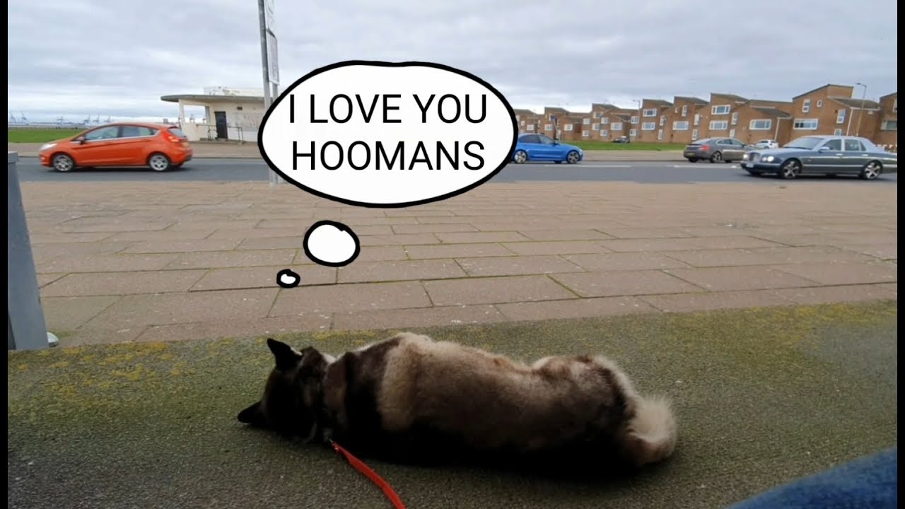 Dog cant resist telling strangers he Loves them! Sherpa gets recognised by passers by