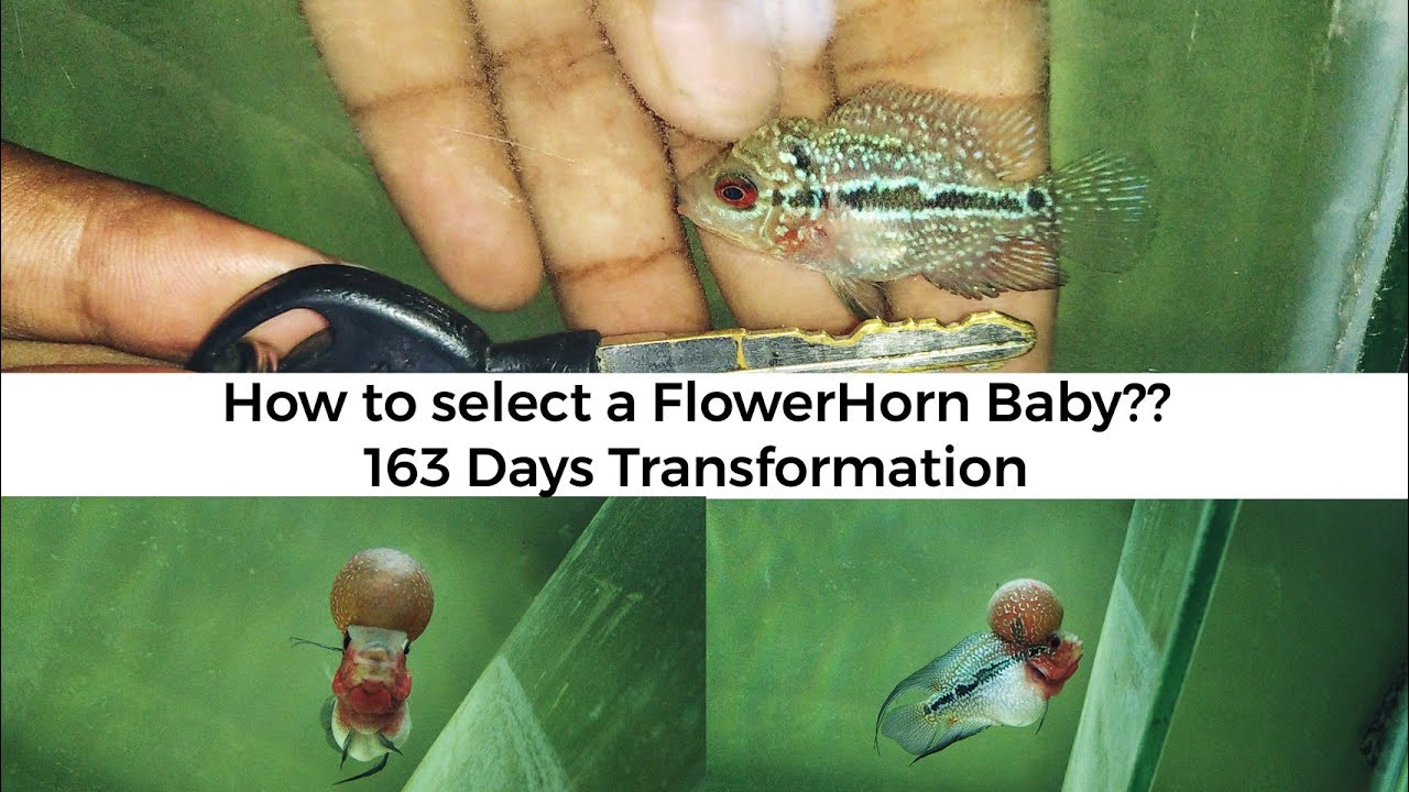 163 Days Super Red Dragon FlowerHorn Transformation-Eshwar Gandhi-How to select a FlowerHornBaby??