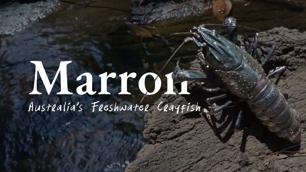 Discover the Delicacy: All About Marron, Australia's Freshwater Crayfish