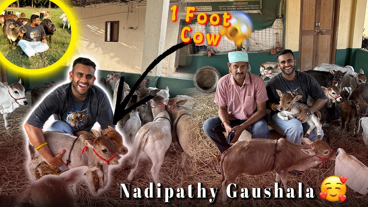 World’s Smallest Cow at @Nadipathy Mini Micro Nano Cows 😱