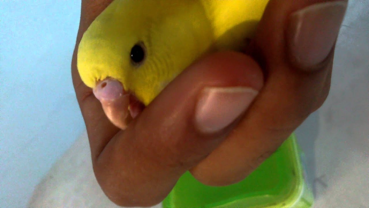 How to stop your budgie from biting