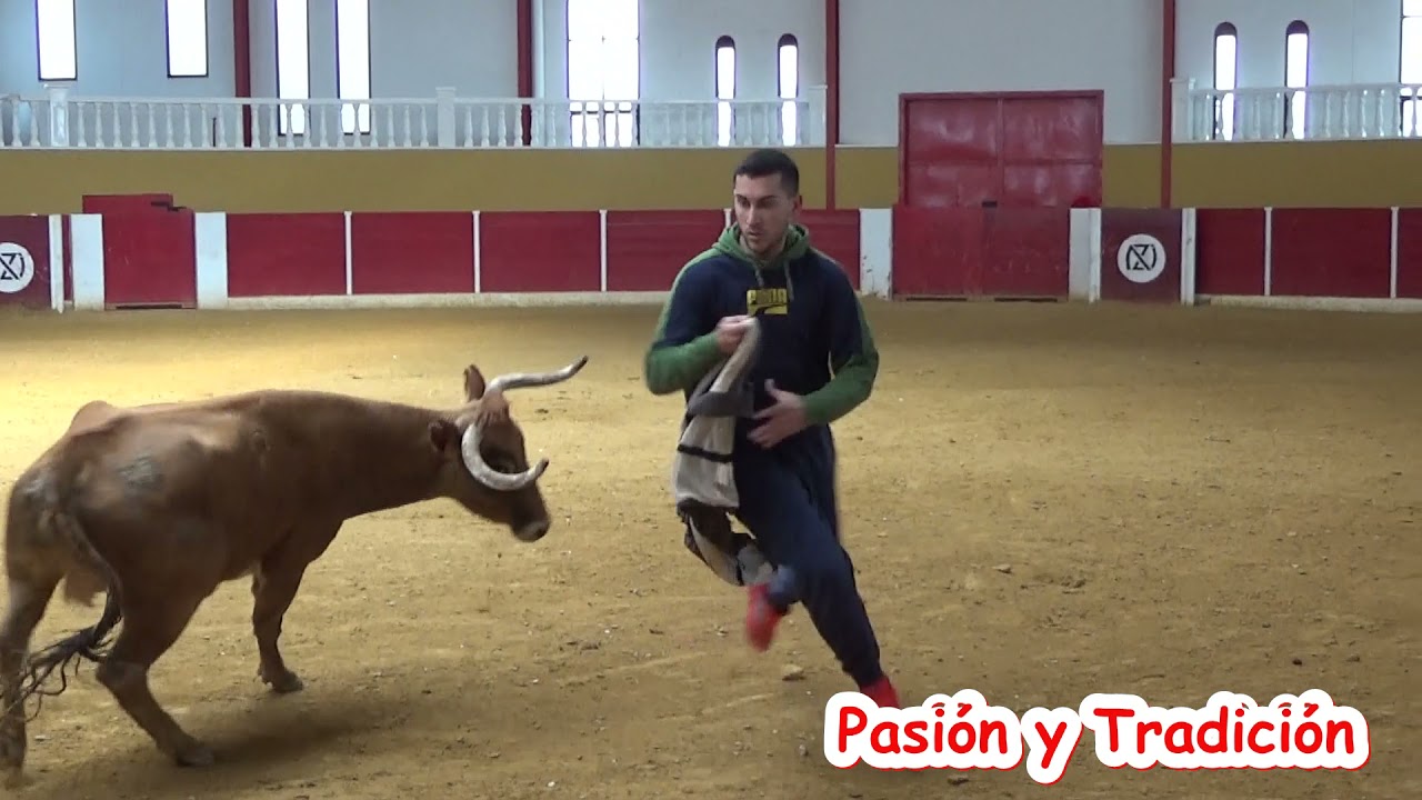 Ganaderia Nazario Ibáñez. Suelta de vacas