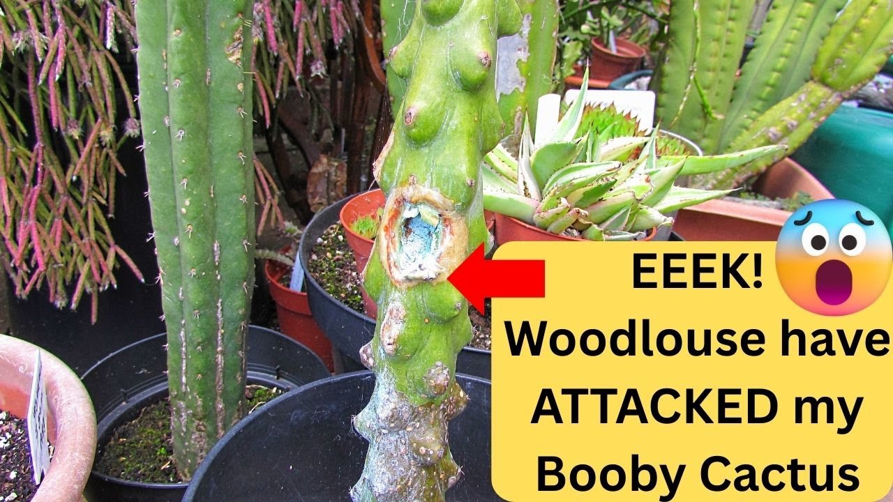 EEEK! Woodlice have ATTACKED my Cactus #cacti #cactus