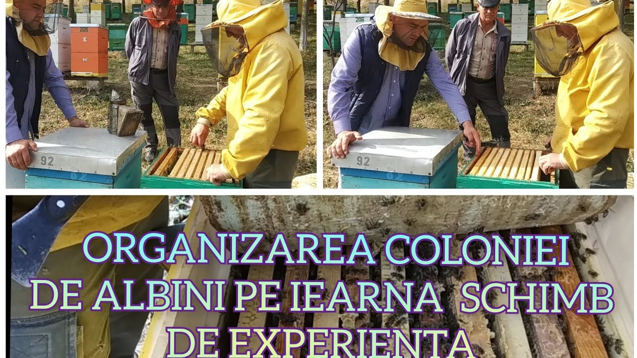 ORGANIZAREA COLONIEI DE ALBINI PE IARNA SCHIMB DE EXPERIENTA #apicultura