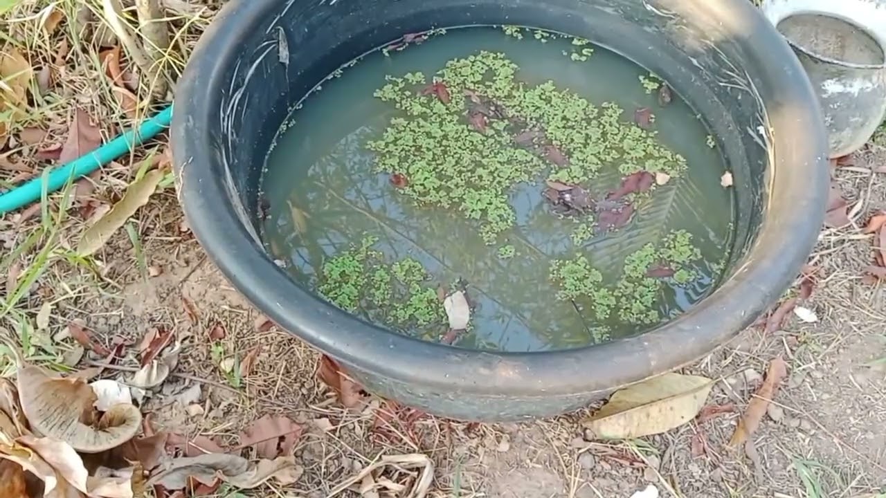 สวนเกษตรข้างบ้านมีกินได้แบบหลากหลายแค่ลงมือทำไว้ให้พอดี #fishing #fish #nature #food #farming