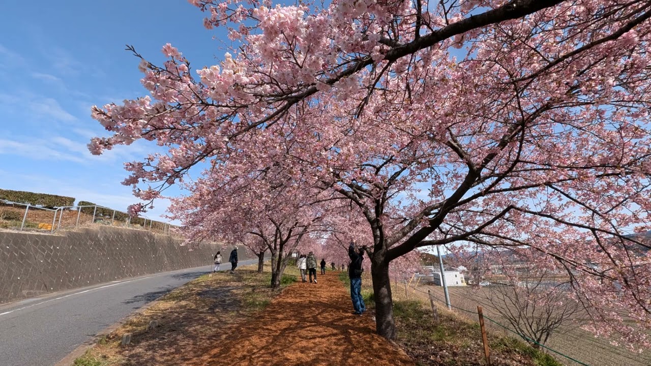 かわづ桜の丘白井