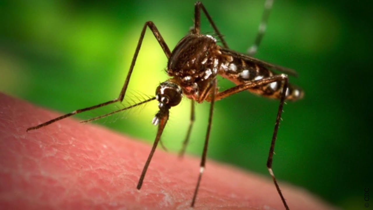 1.8 Vector Control