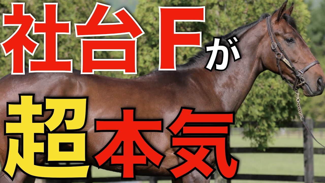 社台ファームがあの海外種牡馬に超本気！やはりこれも独自色を感じる。