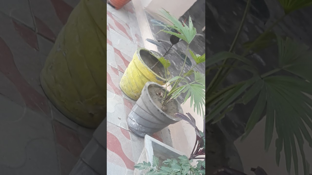 First time i will show you my garden  ''PUNJABI VLOGGER''