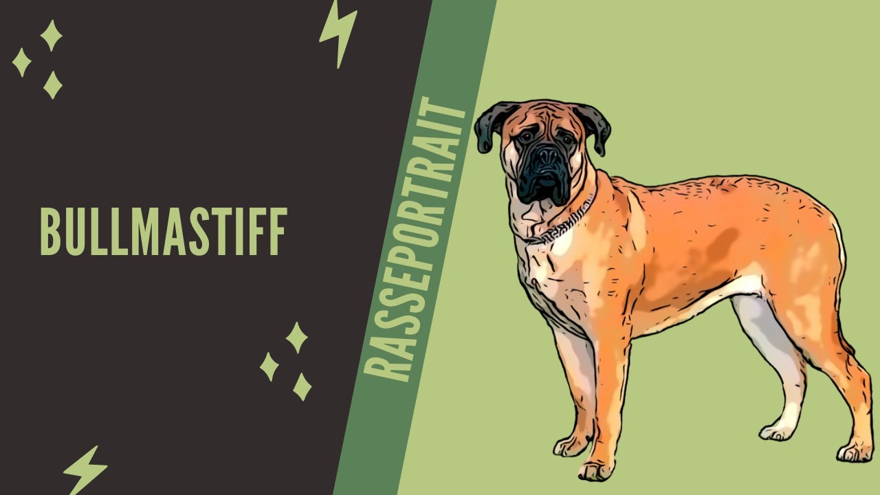Bullmastiff   - Video Rasseportrait