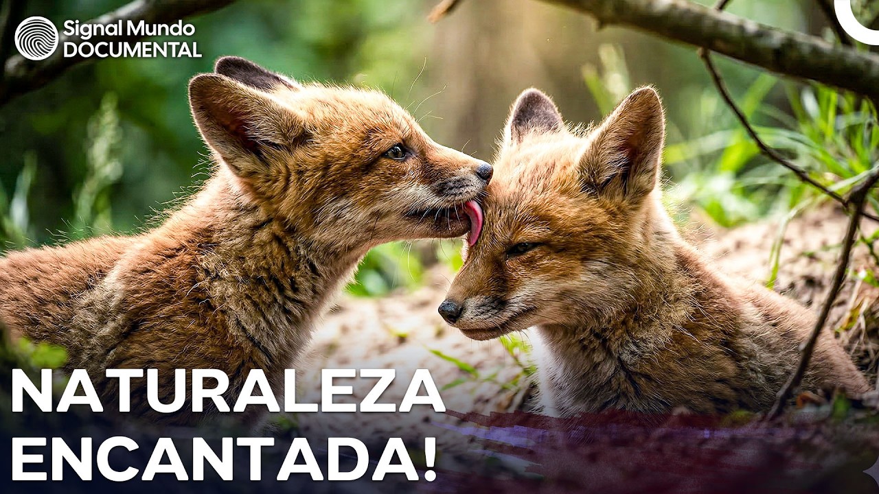 Bosques Encantados: Historias de Animales y Naturaleza | Bosques Lemanes