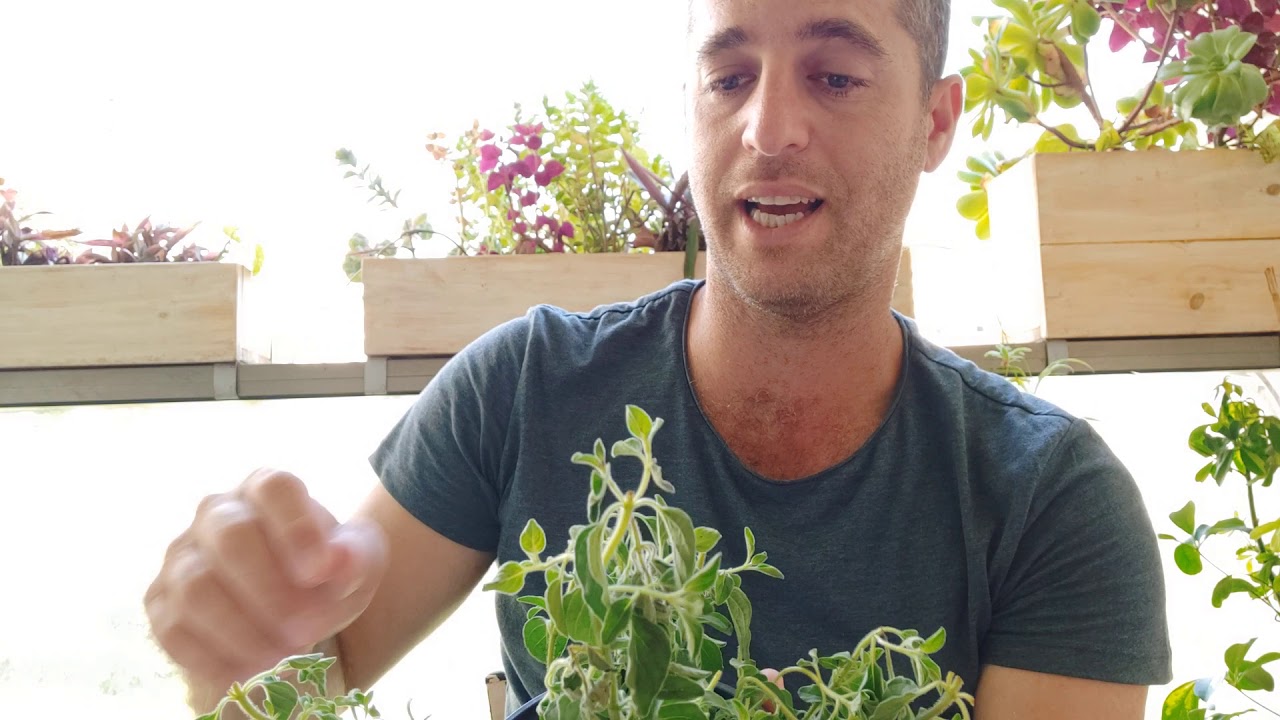 איך מצילים שיח אורגנו שלא קיבל מים?
