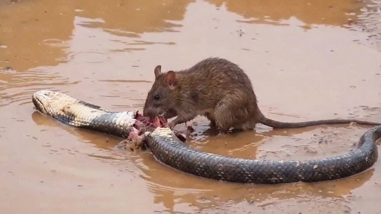 ¿Por Qué Las Ratas Comenzaron A Matar Serpientes?