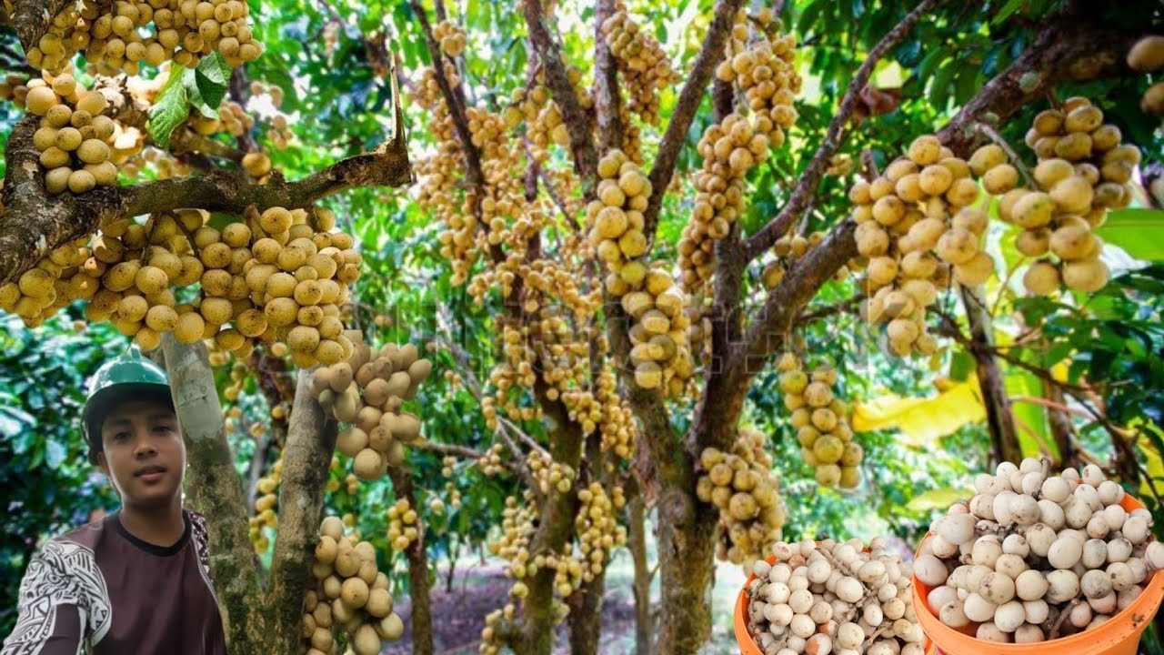 BIGLAANG HARVEST NG LANSONES DAHIL SA MAY PAPARATING NA BAGYO