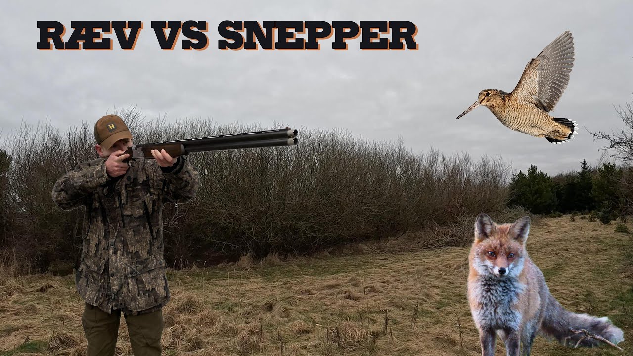 R&aelig;v VS Snepper - Hvad er sv&aelig;rest at ramme?