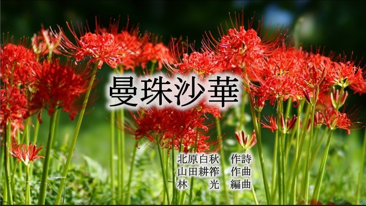 曼珠沙華