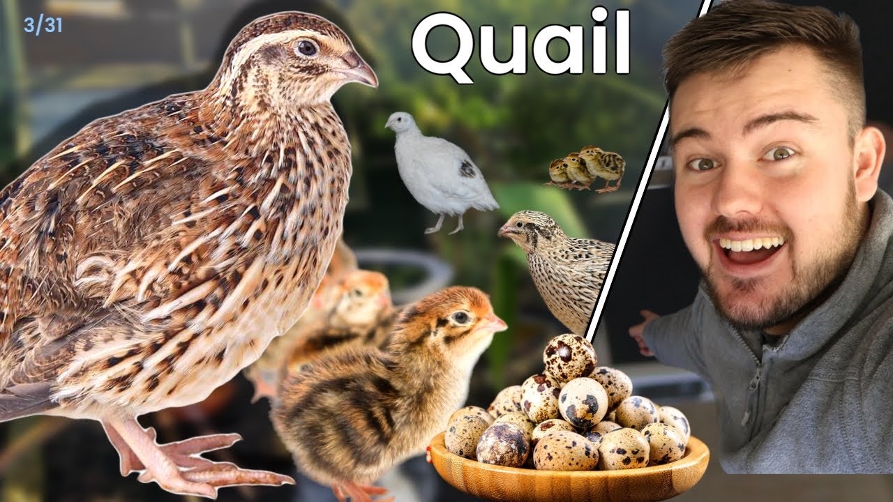 Raising Quail in my Aviary | 3/31