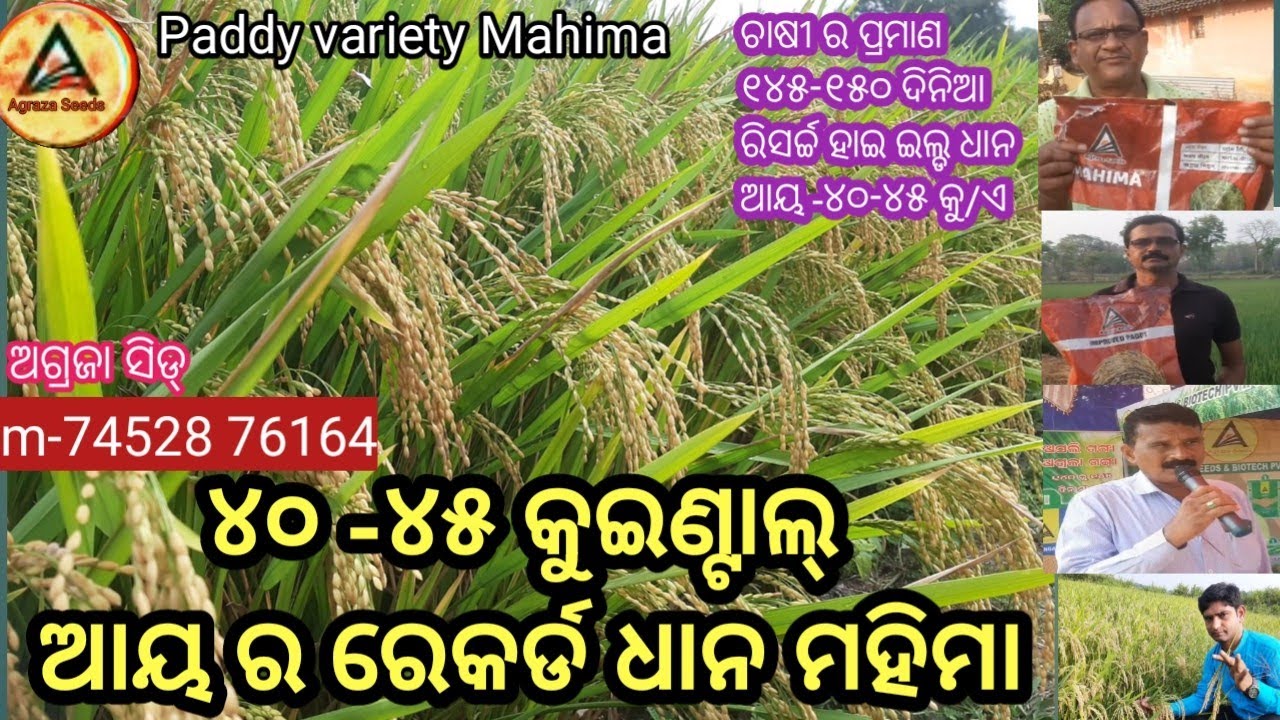 ୪୦-୪୫ କୁଇଣ୍ଟାଲ୍ ଆୟ ର ଧାନ//ଅଗ୍ରଜା ସିଡ୍ ର ରେକର୍ଡ ଧାନ//Agraza Seeds Mahima