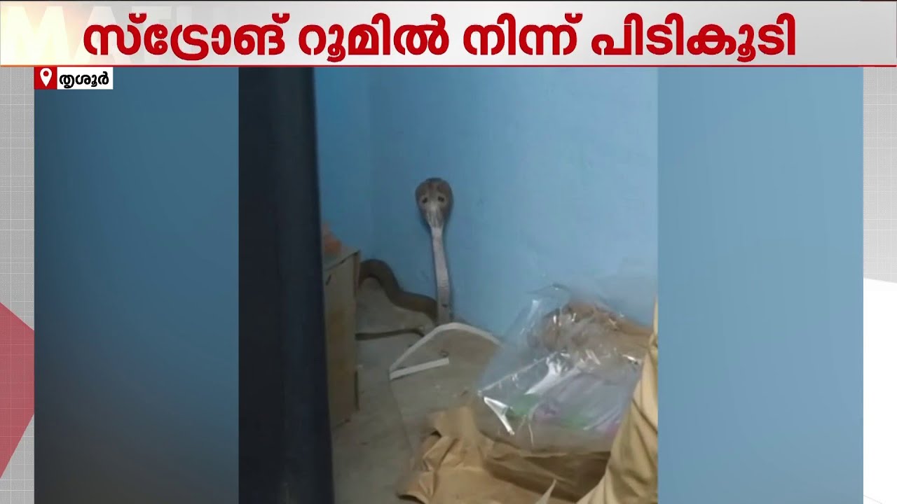 ബാങ്കിന്റെ സ്‌ട്രോങ് റൂം തുറന്നപ്പോൾ 'ഡബിൾ സ്‌ട്രോങ്' മൂർഖൻ! | Cobra | Bank