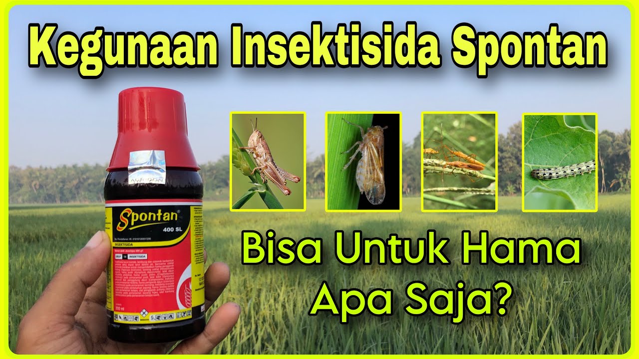 Insektisida Spontan Untuk Hama Apa Saja? | Kegunaan Spontan Obat Padi