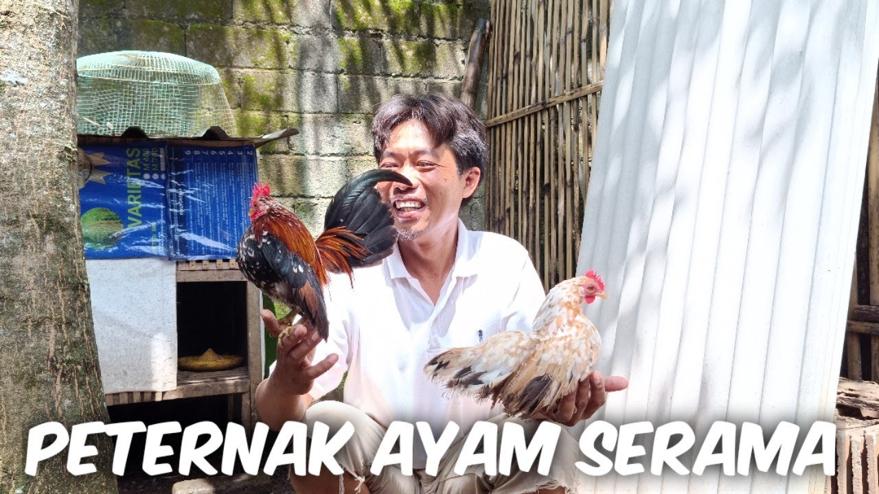 Mengenal Peternakan Ayam Serama
