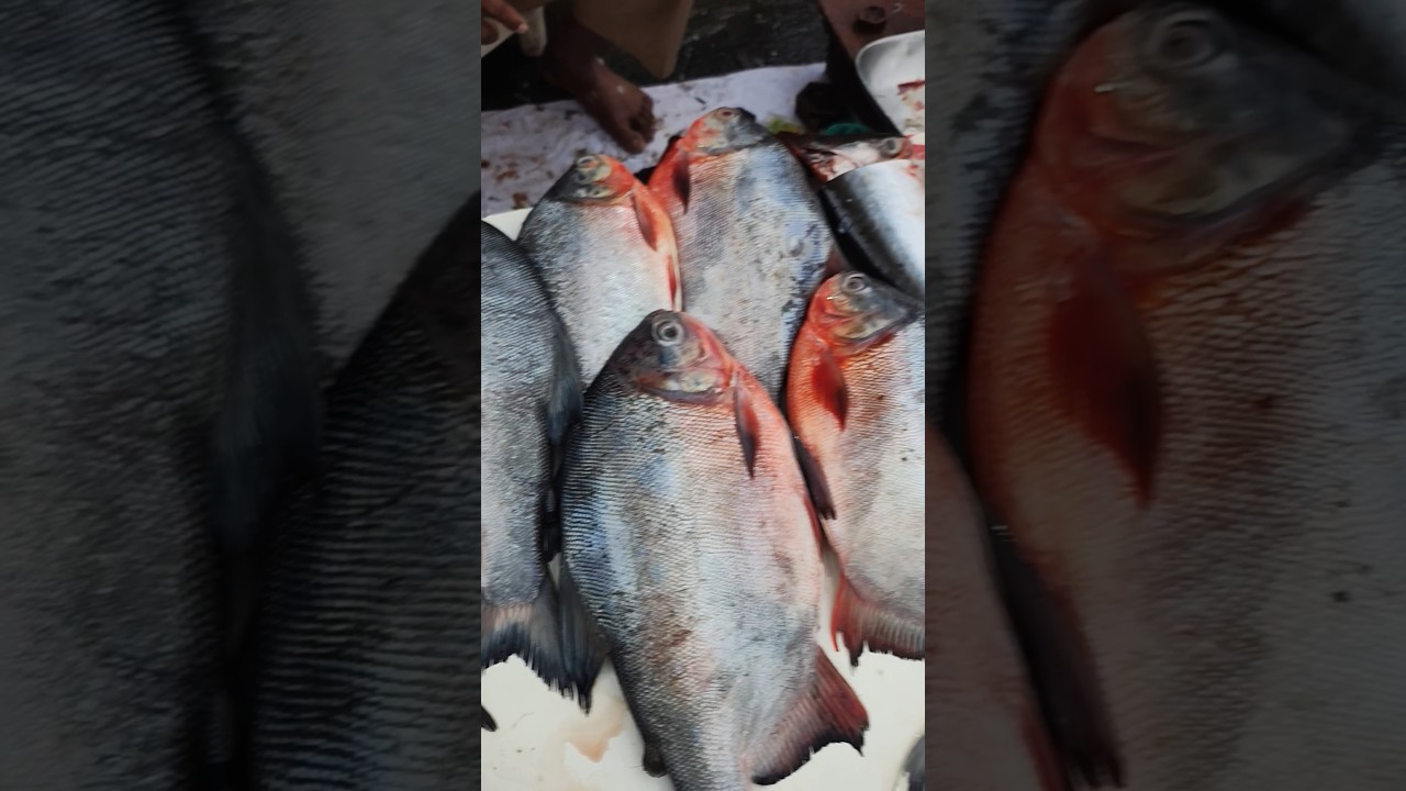 Thana fish market update #fish #market #update #fishmarket