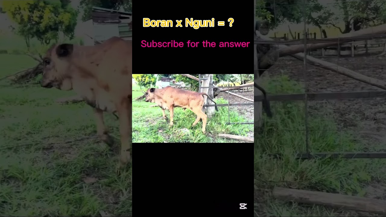 Why we cross breed Boran and Nguni cattle ? 🐄