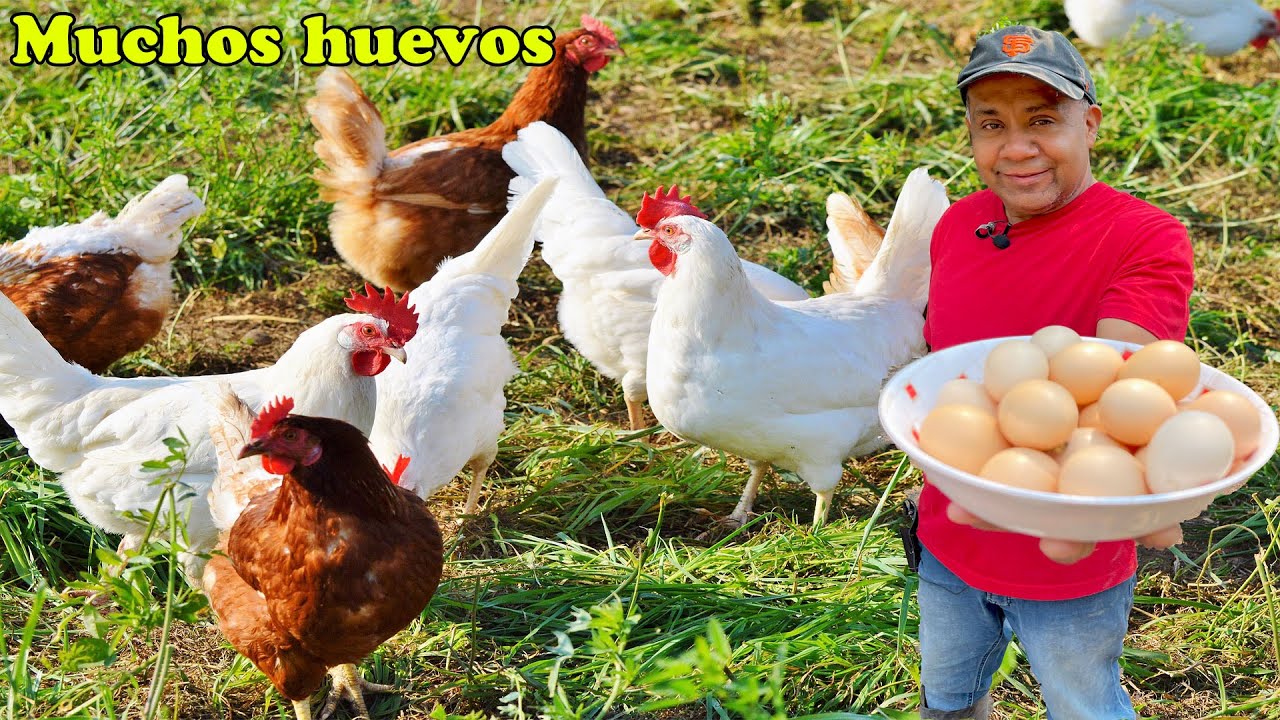Como hacer que tus gallinas pongan muchos huevos