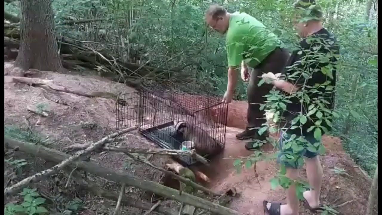 Liiklusavariis raskelt viga saanud m&auml;ger raviti terveks ja viidi metsa