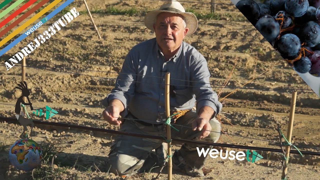 Allevamento di una giovane vite di Sangiovese 