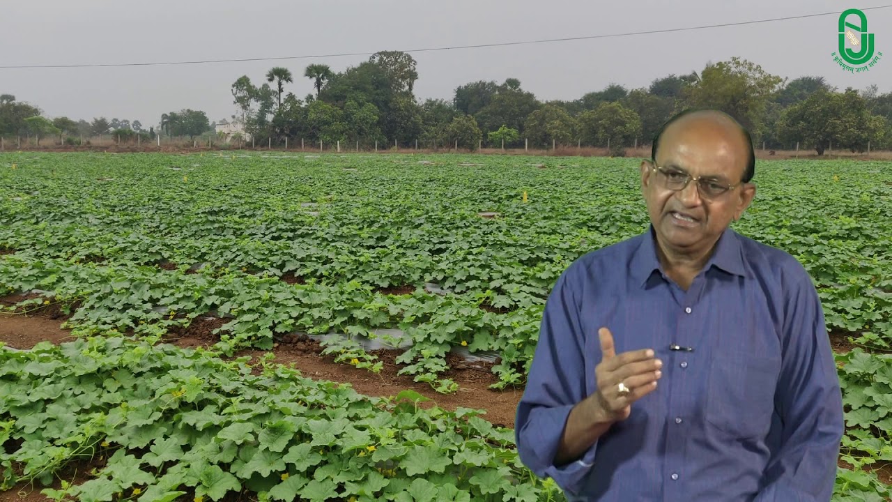 શક્કરટેટીની સફળ ખેતી | Success story of Cultivation of Watermelon
