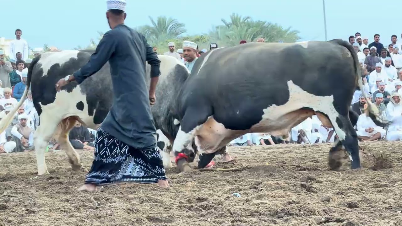 شعاع الصايغ و فرعون بن عزيز👏🏻