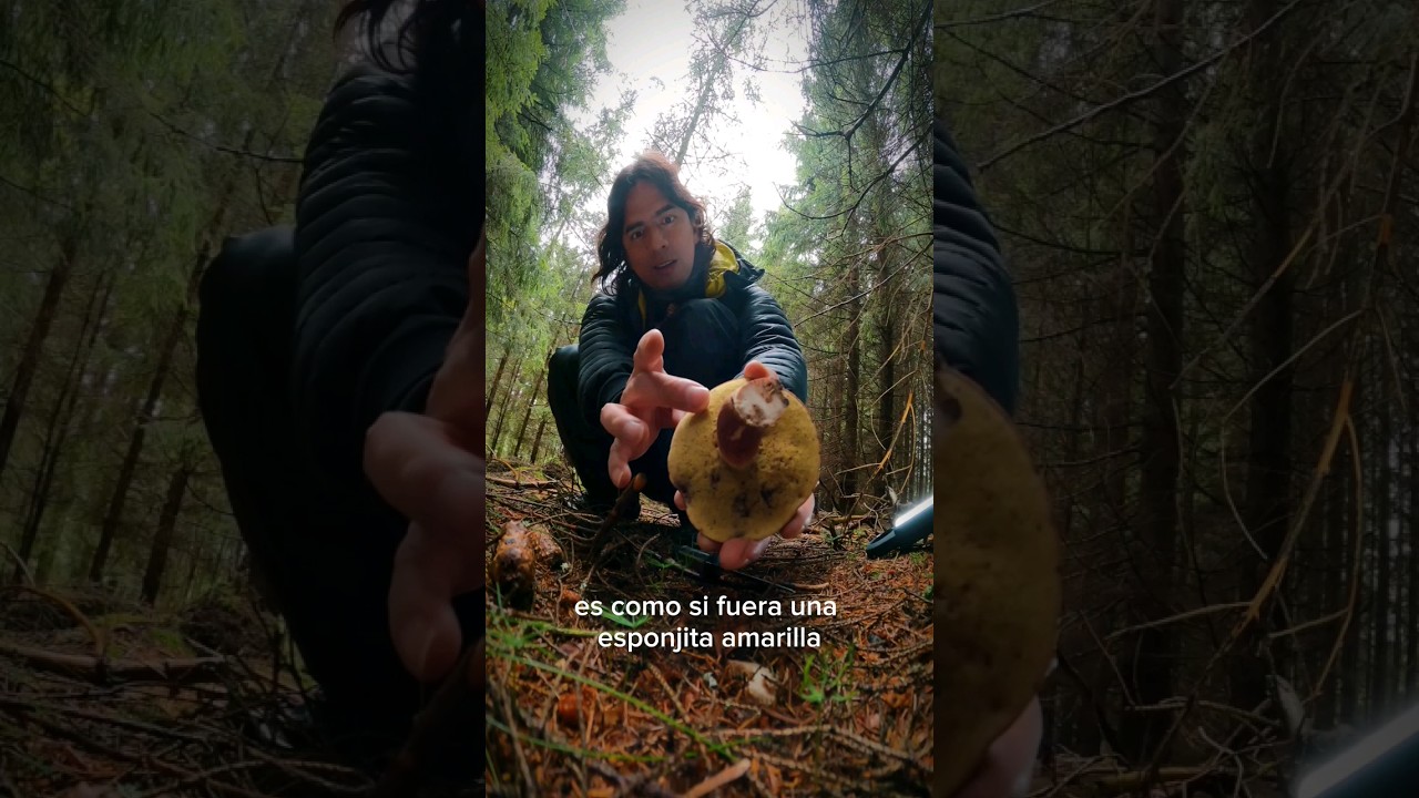 C&oacute;mo Recolectar hongos (setas) en los bosques de Europa.. #hongos #naturaleza