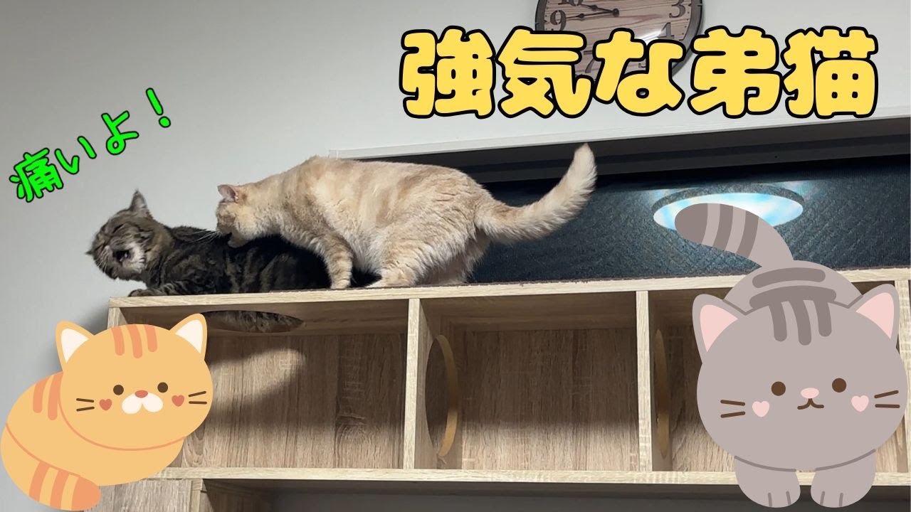 ♯208 強気な弟猫？！恩を仇で返すとはこのことか？🙀