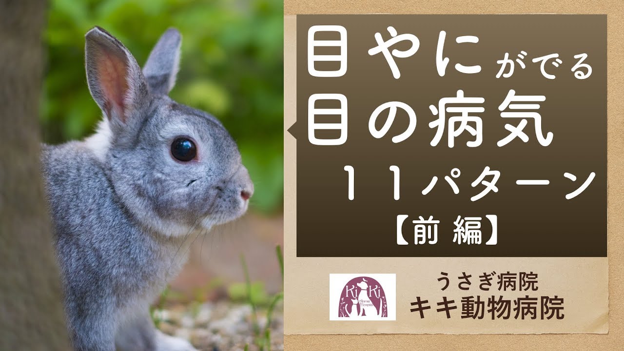 目の病気 うさぎの目やにがでるのはどんな病気？前編【うさぎの病院】
