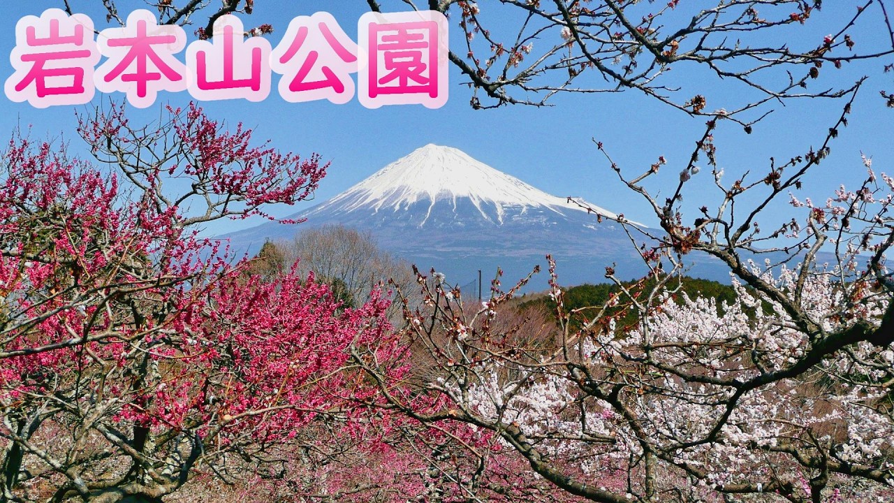 岩本山公園 桜と猫と梅園と🌸🐈🀢 #公園 #自然