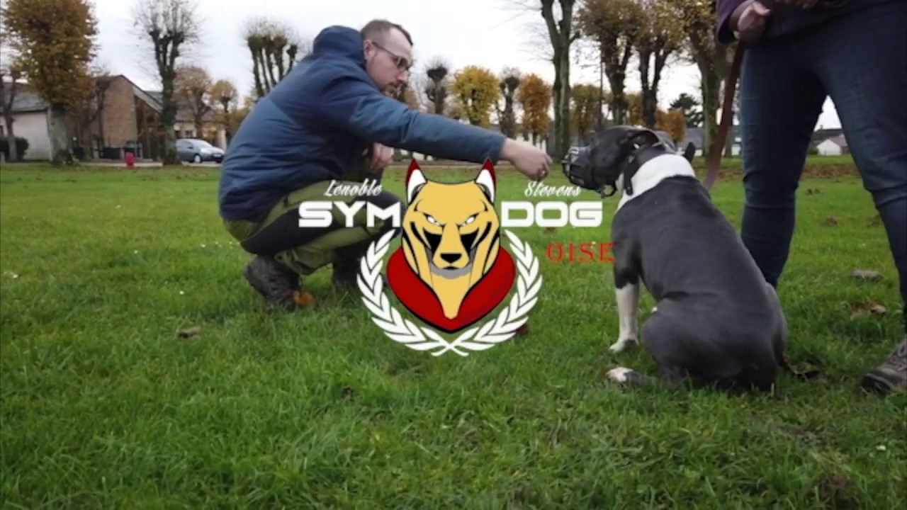 SYM DOG OISE AMSTAFF CRAINTIF/AGRESSIF