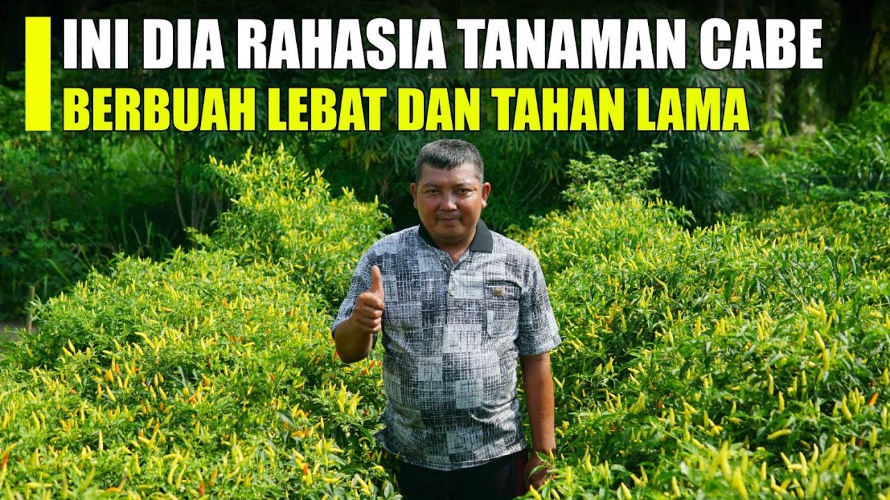 Cukup Pakai Cara ini !! Tanaman Cabe Rawit Pasti Berbuah Lebat