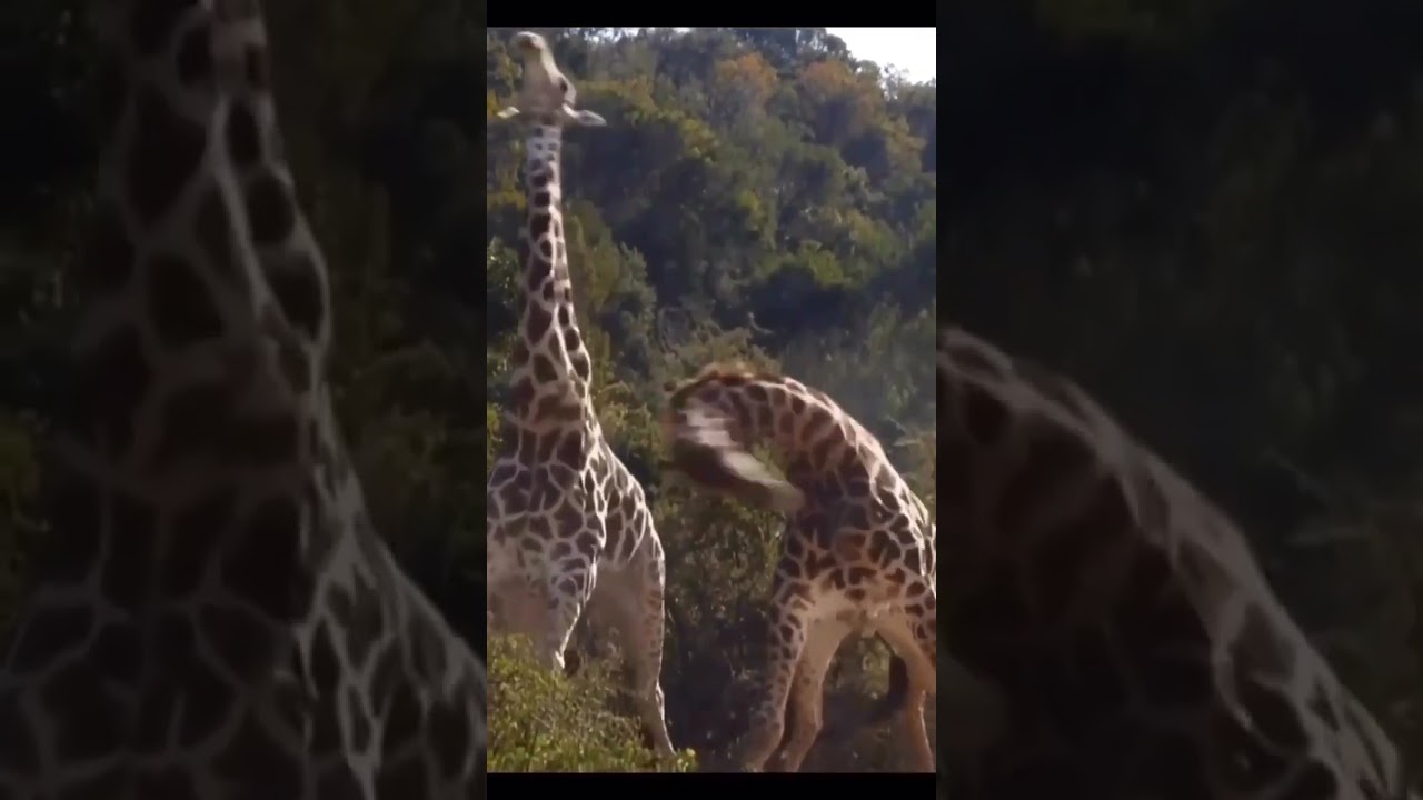 #ytshorts