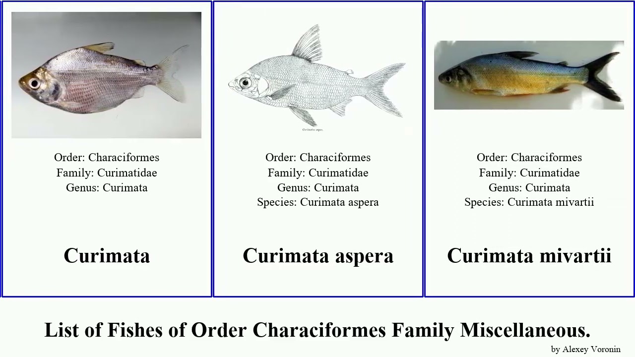 Fishes of Order Characiformes Family Miscellaneous Nevillia Boulengerella Curimata Parodon Saccodon
