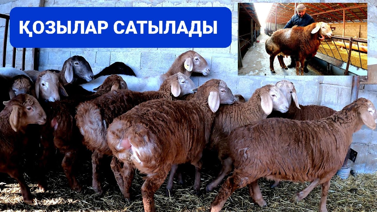 ГИССАР-АРАШАН 💥 СИМБАНЫҢ ҚОЗЫЛАР САТЫЛАДЫ / +7 778 829 48 88 / САНЫНАН САПАҒА 👍👍👍