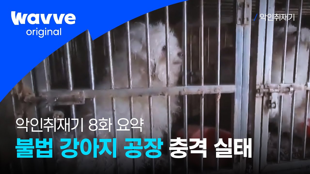 [악인취재기] 8화 요약 | #불법강아지공장, 생명을 돈벌이로 생각했던 인간의 욕심이 만든 비극 | 웨이브 오리지널