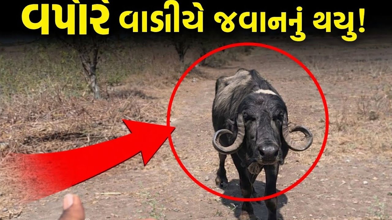 ચાલો વાડી એ 😅😂#cow#gujarativlog#animals#villagelife#villagevlog 
